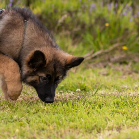Como os cães utilizam o olfato para entender o mundo