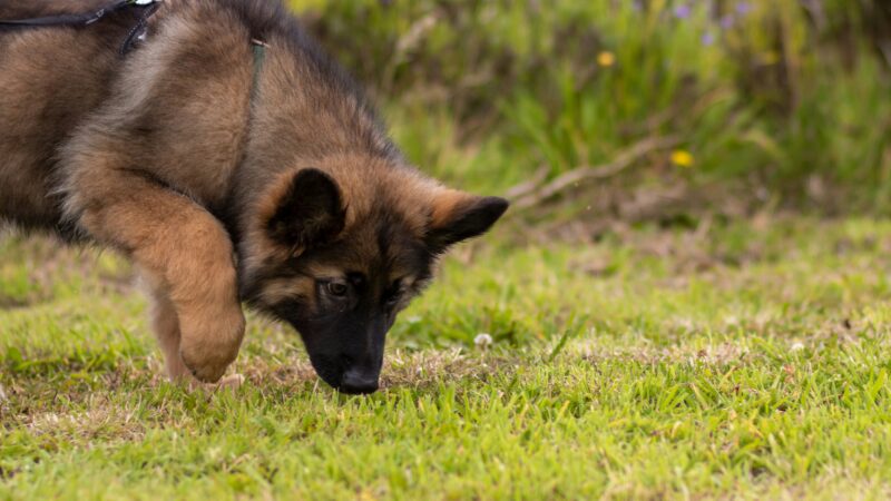 Como os cães utilizam o olfato para entender o mundo