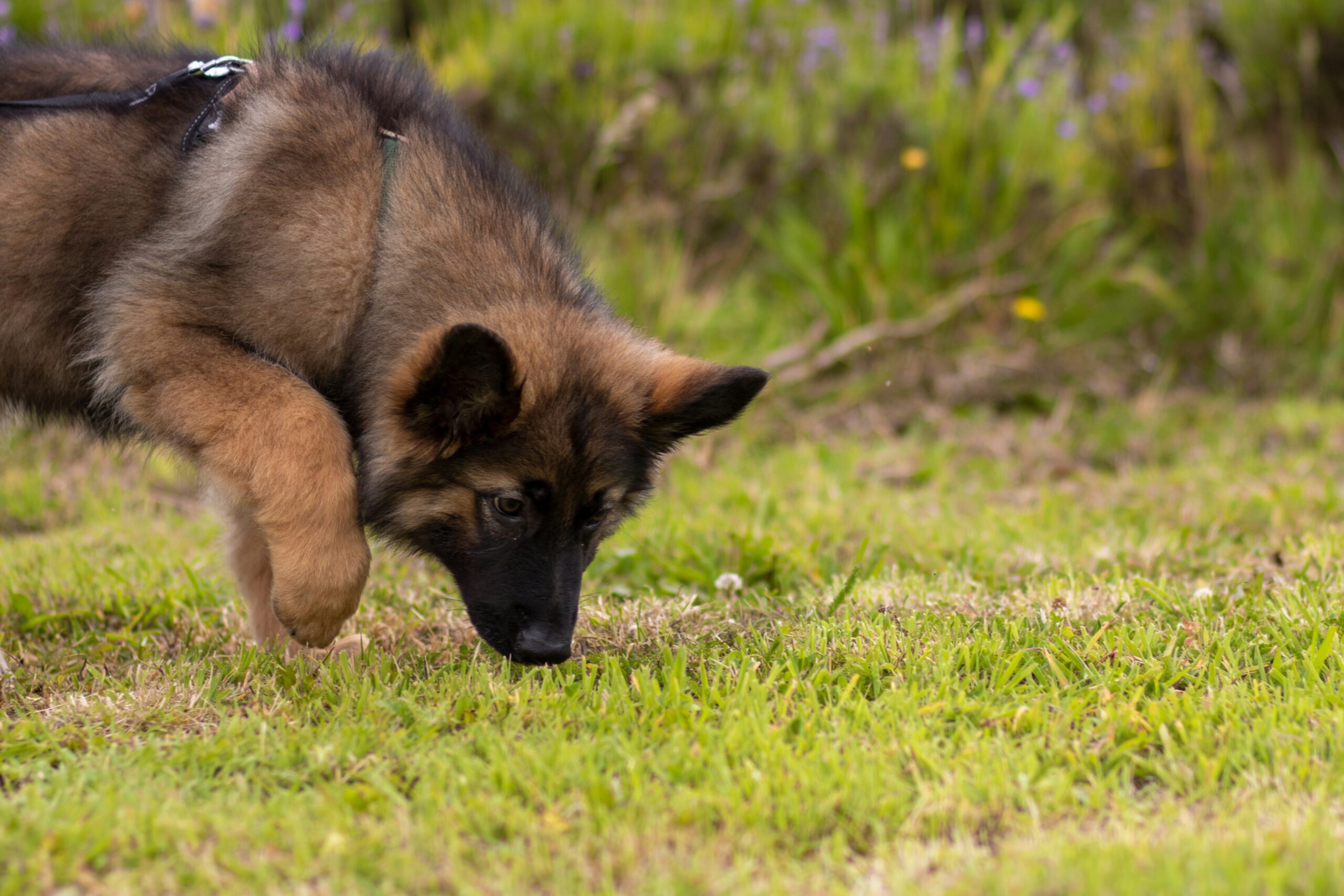 Como os cães utilizam o olfato para entender o mundo