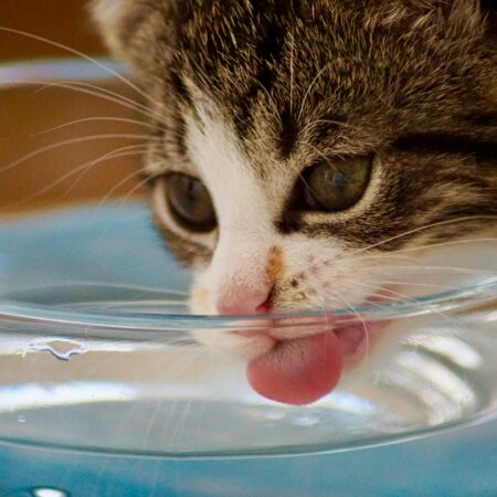 A importância da água fresca para cães e gatos