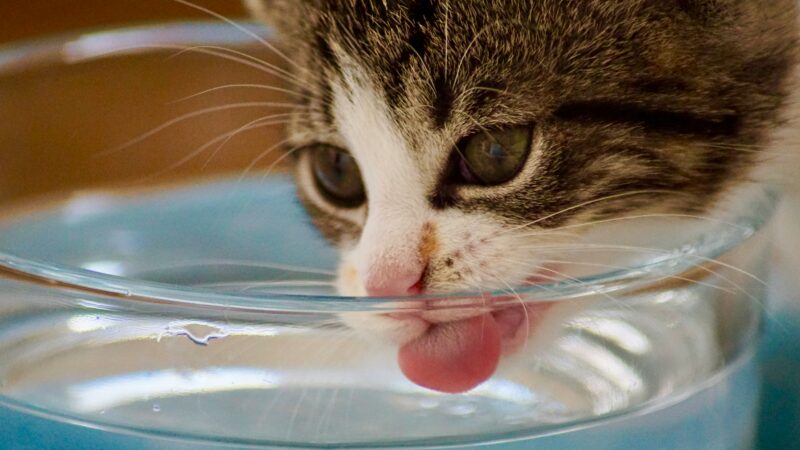 A importância da água fresca para cães e gatos