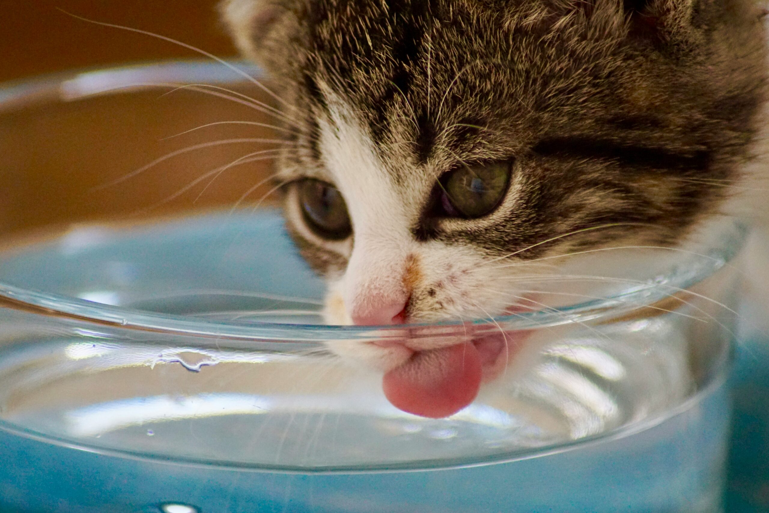 A importância da água fresca para cães e gatos