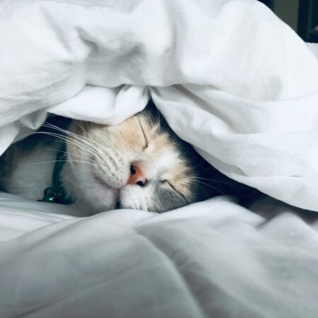 Por que os gatos dormem tantas horas por dia?