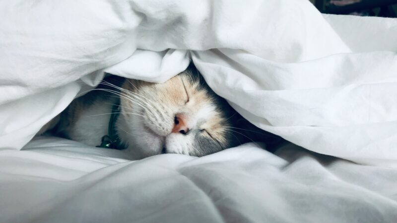 Por que os gatos dormem tantas horas por dia?