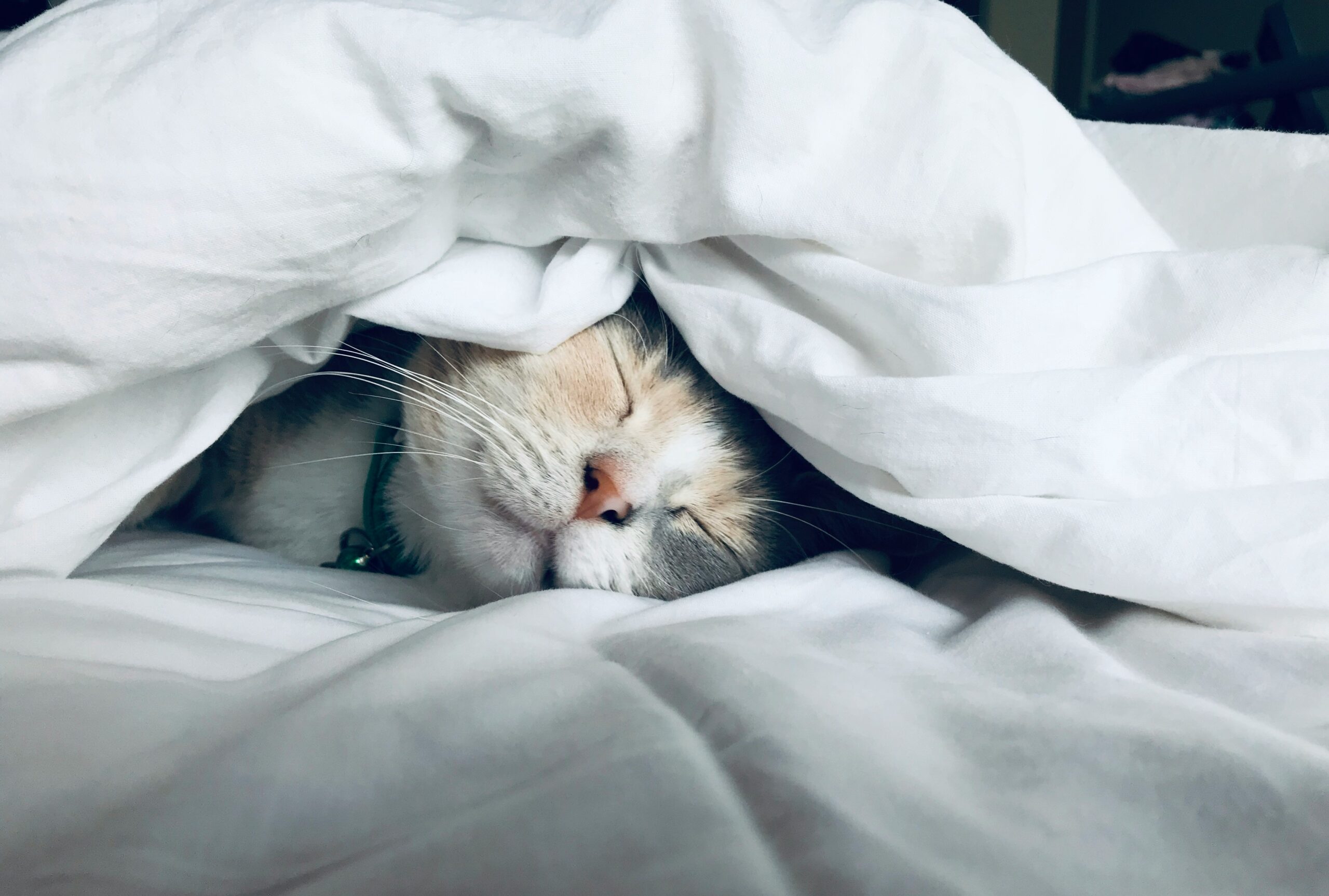 Por que os gatos dormem tantas horas por dia?