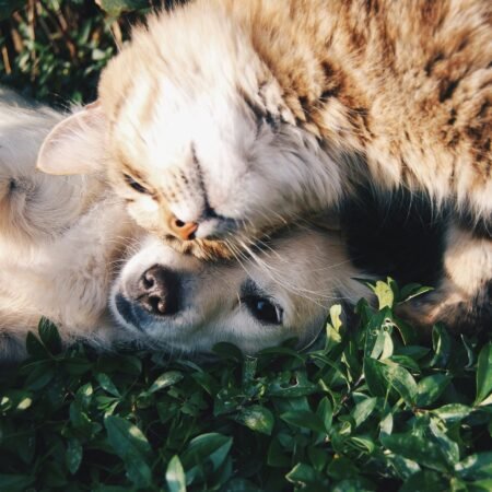 Cães e gatos podem se tornar amigos?