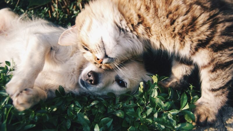 Cães e gatos podem se tornar amigos?