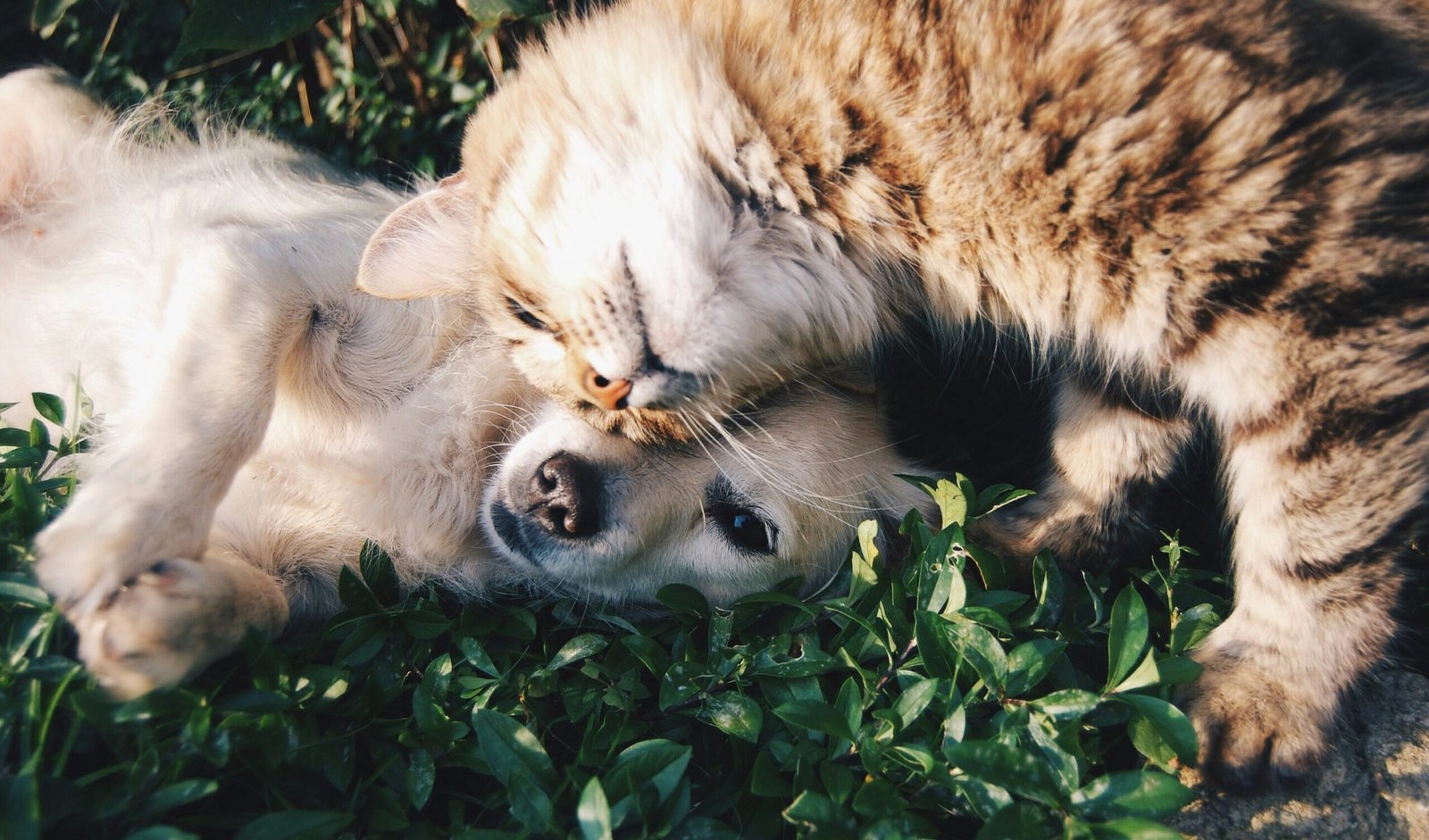 Cães e gatos podem se tornar amigos?