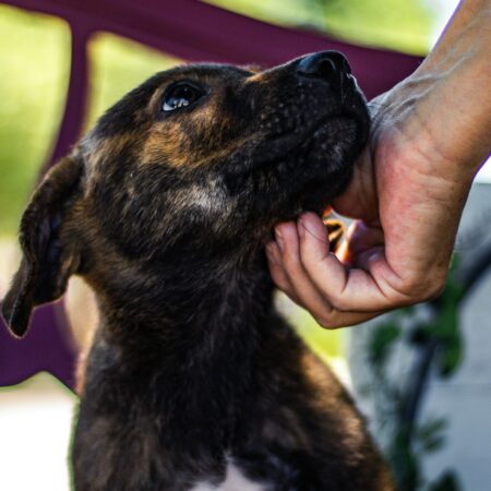 O que considerar antes de adotar um pet
