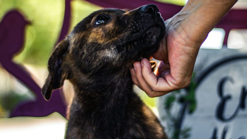 O que considerar antes de adotar um pet