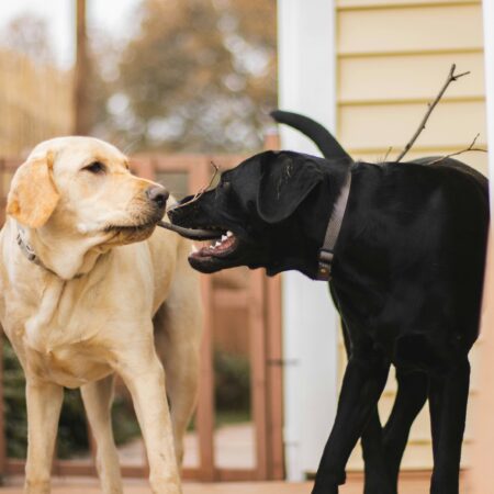 Por que os cães gostam tanto de cheirar outros cães?