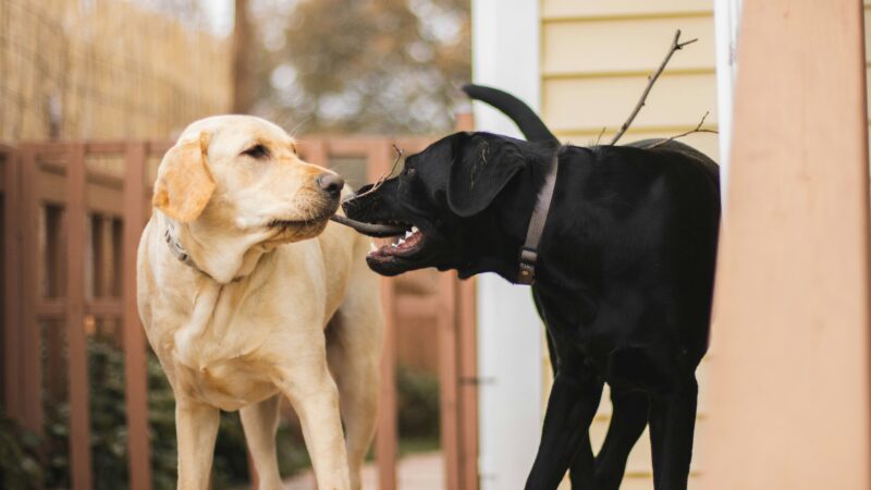 Por que os cães gostam tanto de cheirar outros cães?