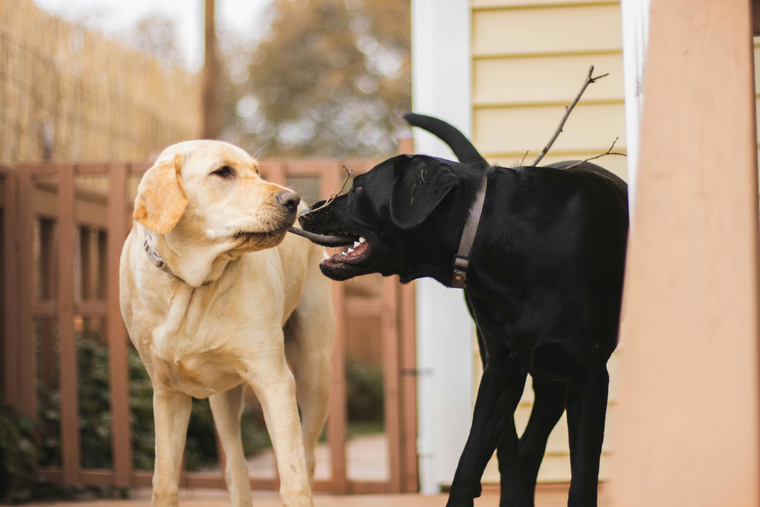 Por que os cães gostam tanto de cheirar outros cães?