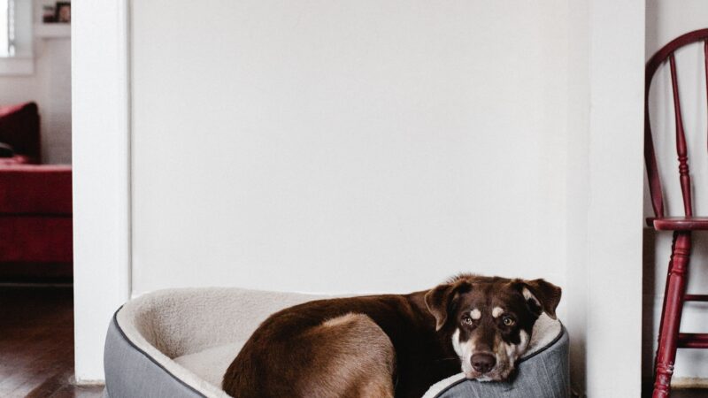 Por que alguns cães giram antes de deitar?