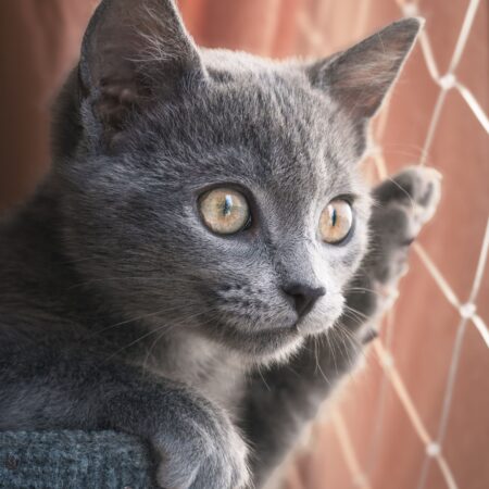 Por que os gatos gostam tanto de observar janelas?