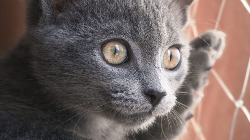 Por que os gatos gostam tanto de observar janelas?