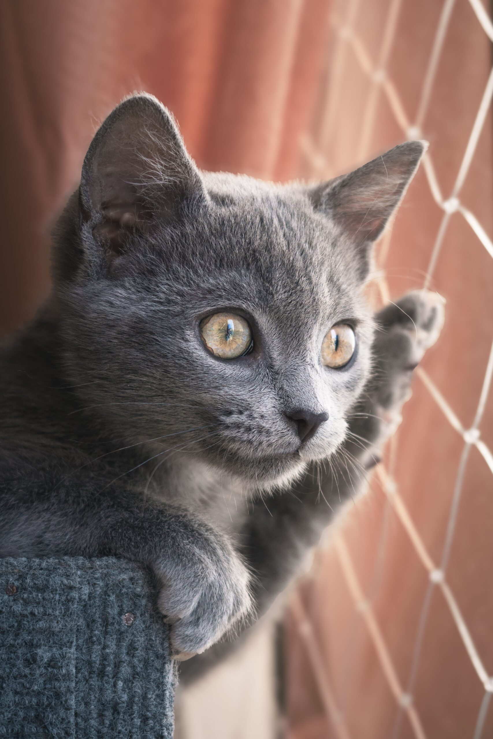 Por que os gatos gostam tanto de observar janelas?