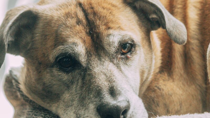Os pets também envelhecem: como identificar mudanças naturais da idade