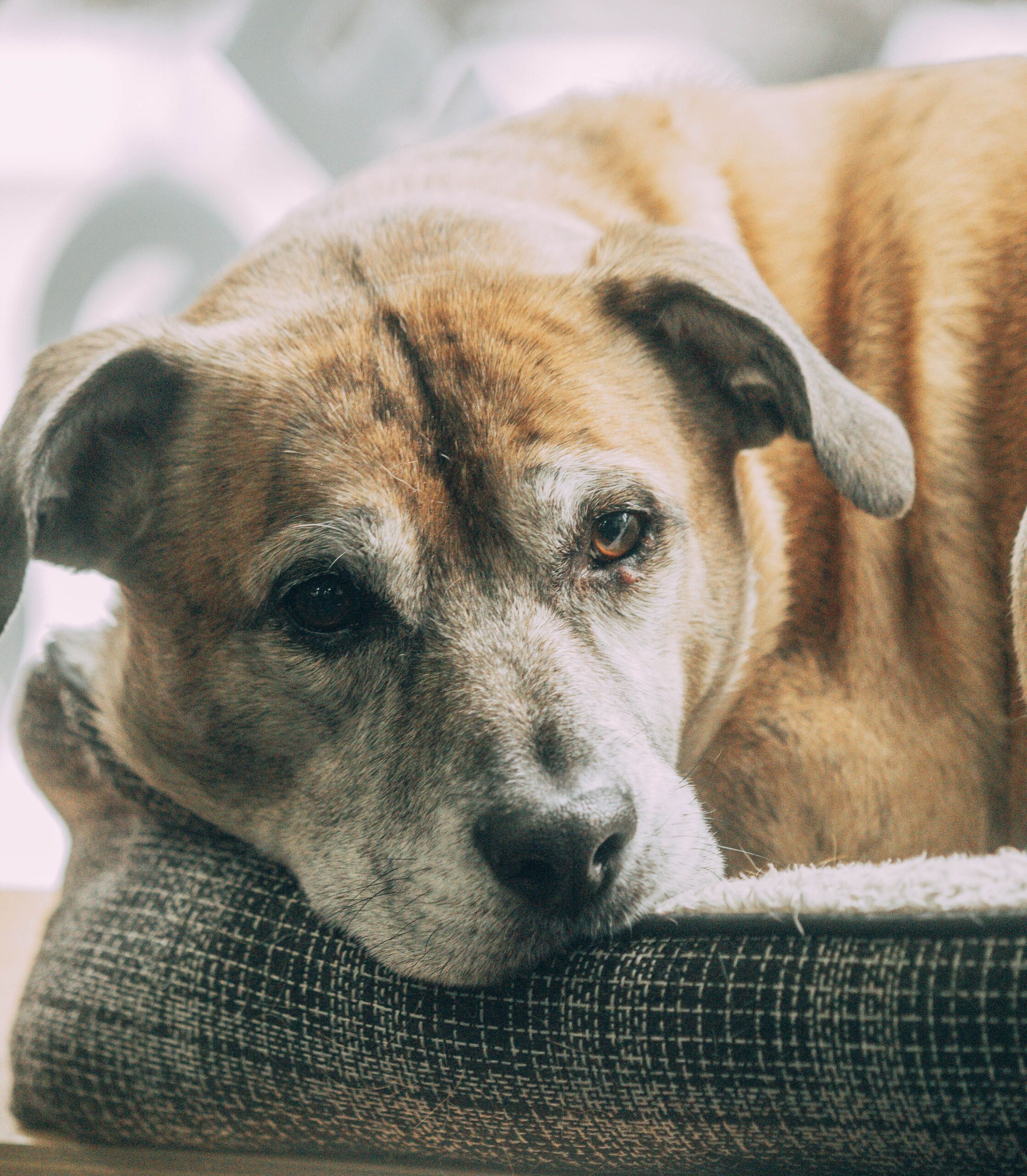 Os pets também envelhecem: como identificar mudanças naturais da idade
