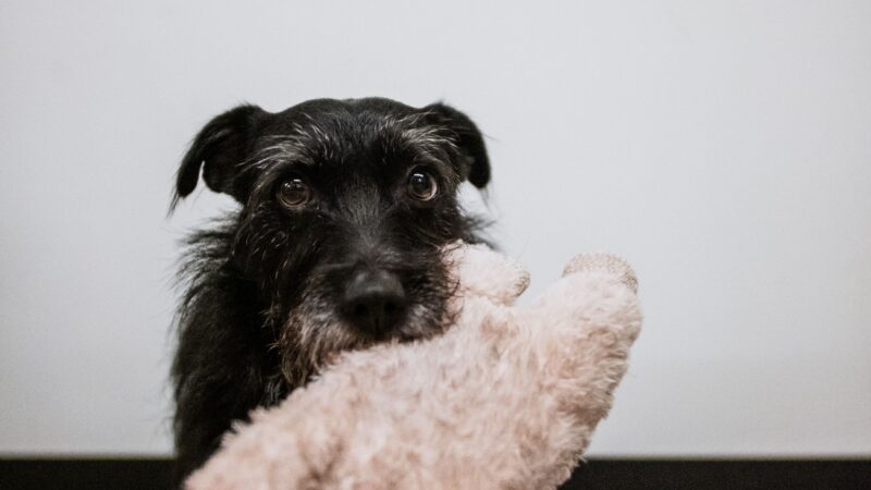 Por que alguns cachorros carregam brinquedos pela casa inteira?