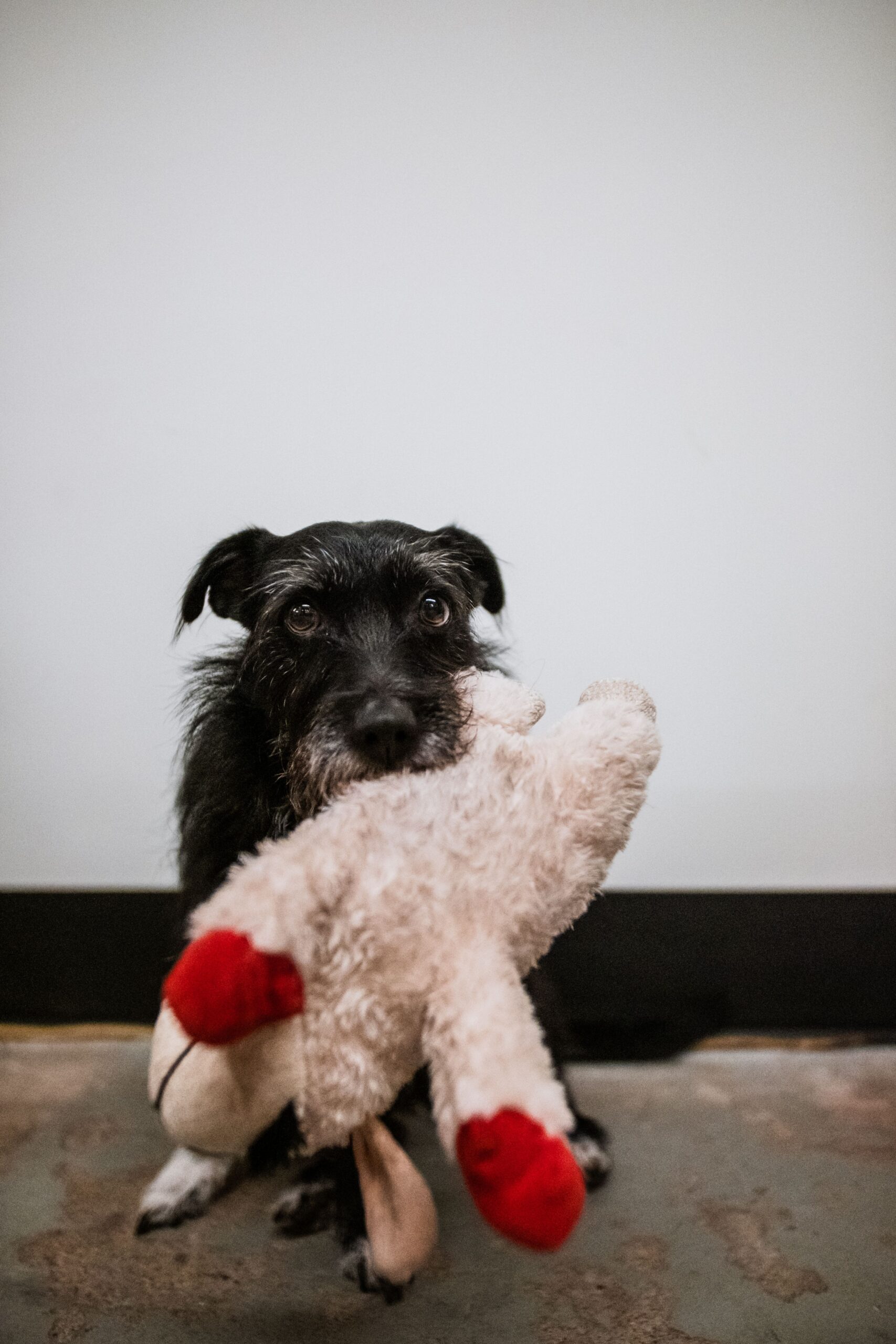 Por que alguns cachorros carregam brinquedos pela casa inteira?
