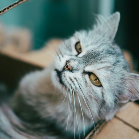 Por que os gatos gostam de caixas?