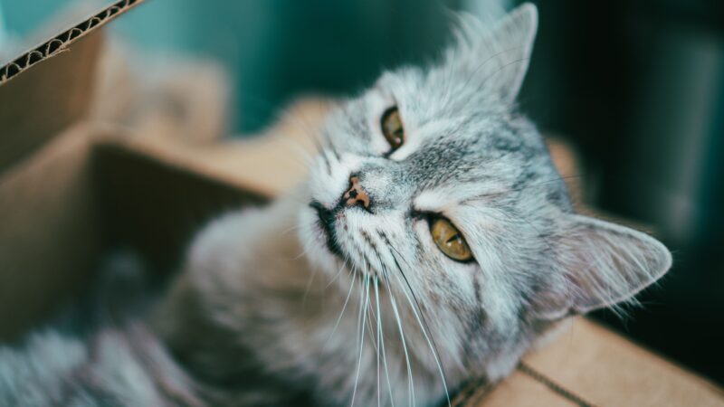 Por que os gatos gostam de caixas?