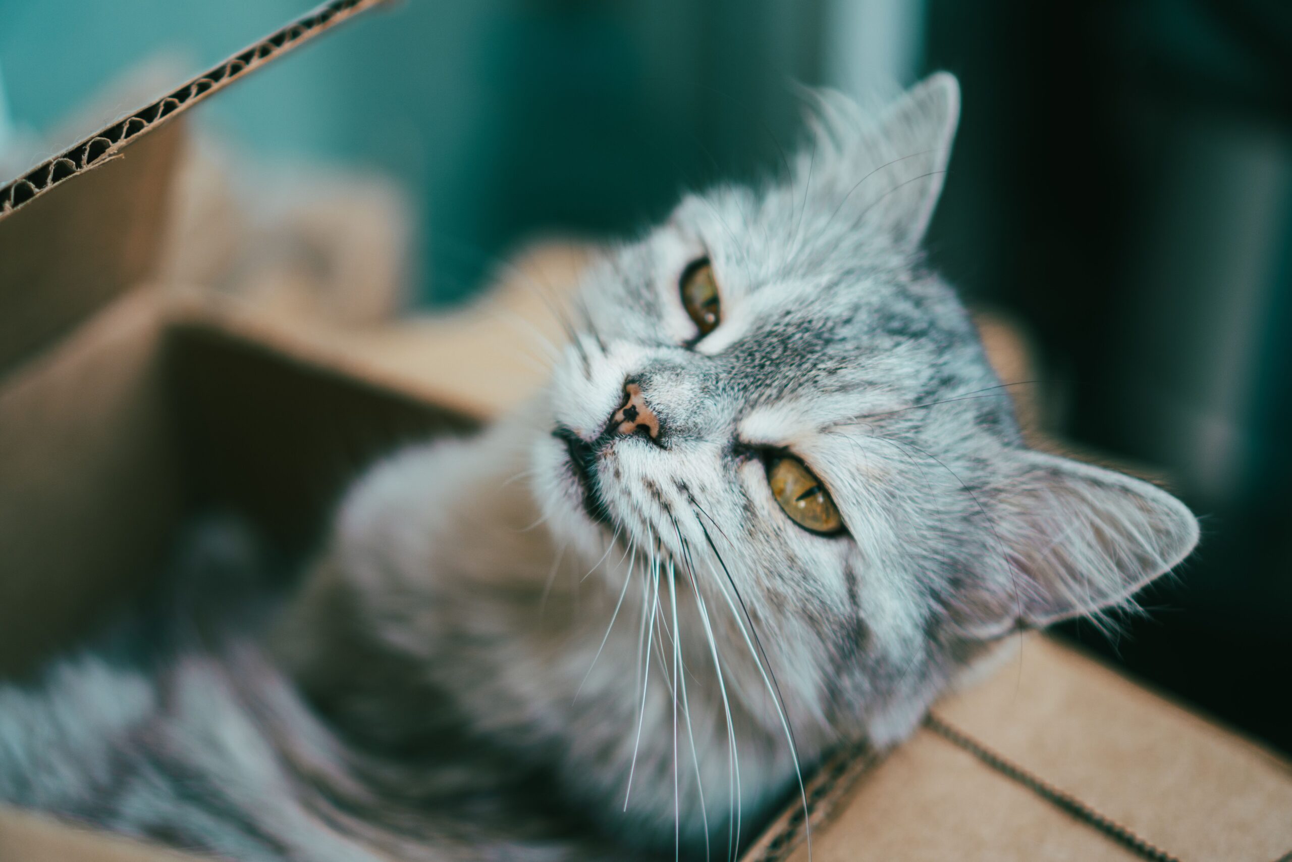 Por que os gatos gostam de caixas?
