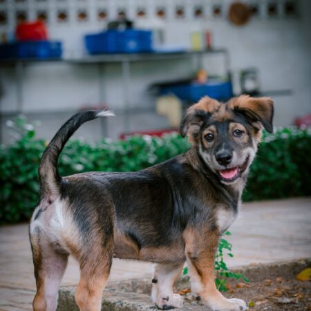 O que o rabo do seu cachorro está tentando dizer?