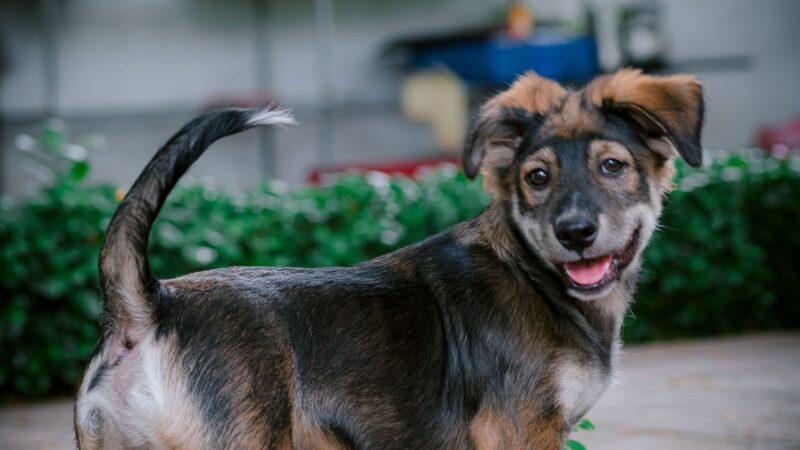 O que o rabo do seu cachorro está tentando dizer?