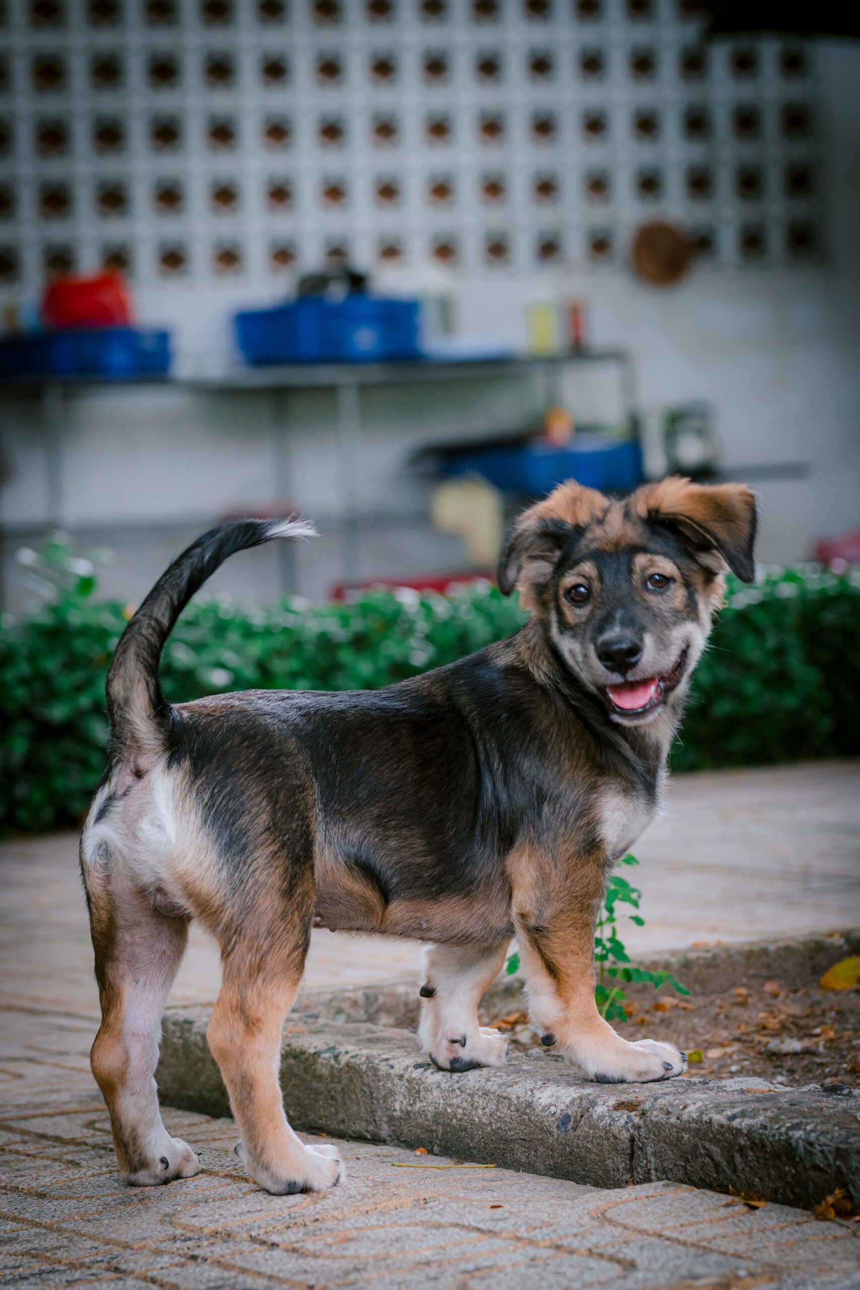 O que o rabo do seu cachorro está tentando dizer?