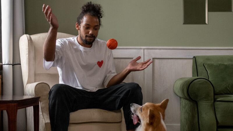 A importância das brincadeiras para a saúde dos pets