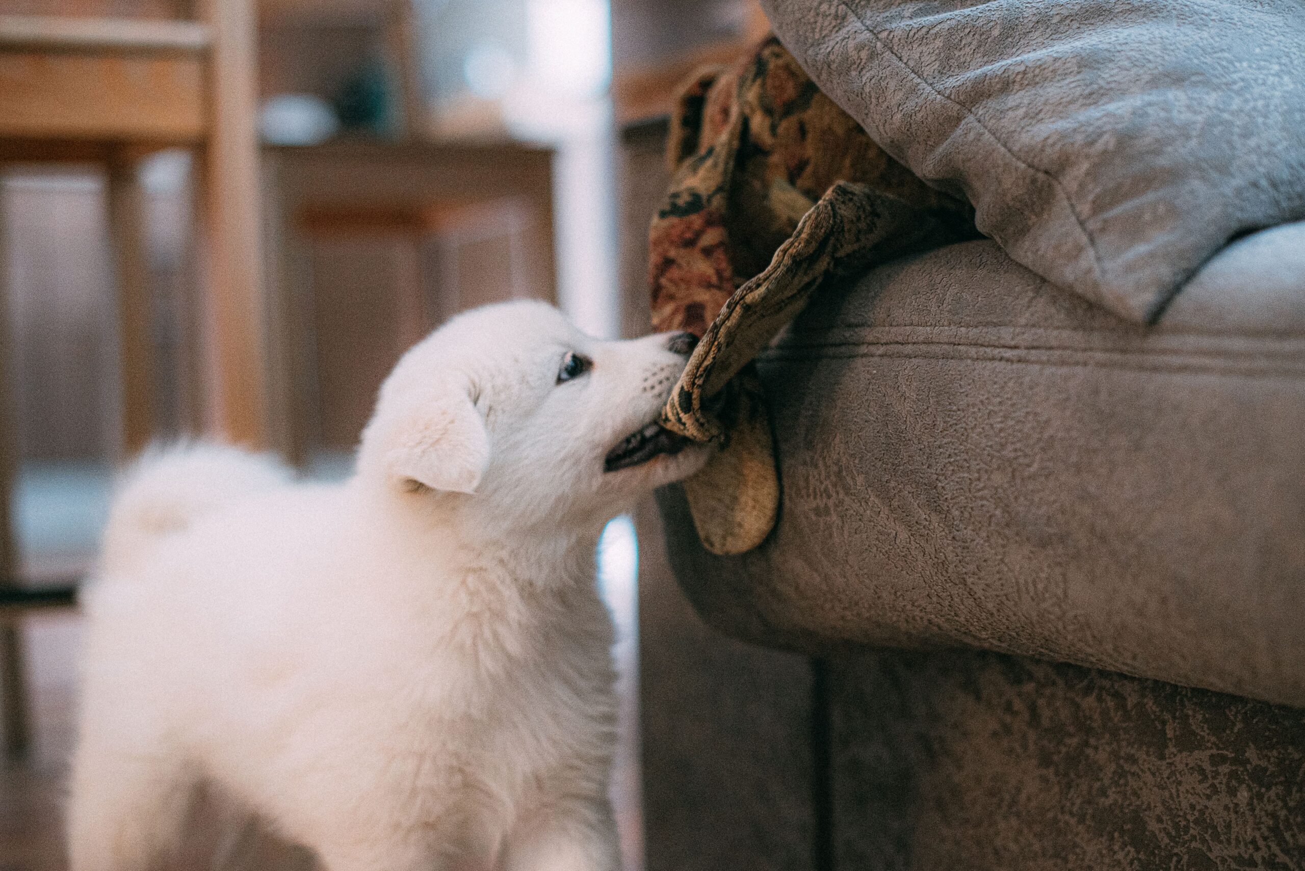Como preparar a casa para receber um novo pet