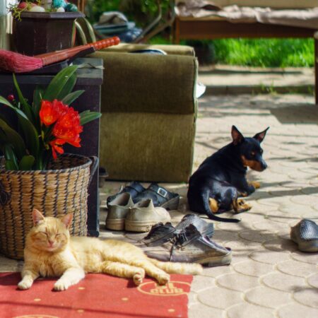 O que os pets nos ensinam sobre viver o presente
