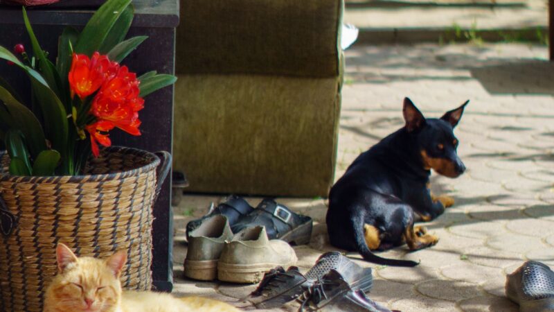 O que os pets nos ensinam sobre viver o presente