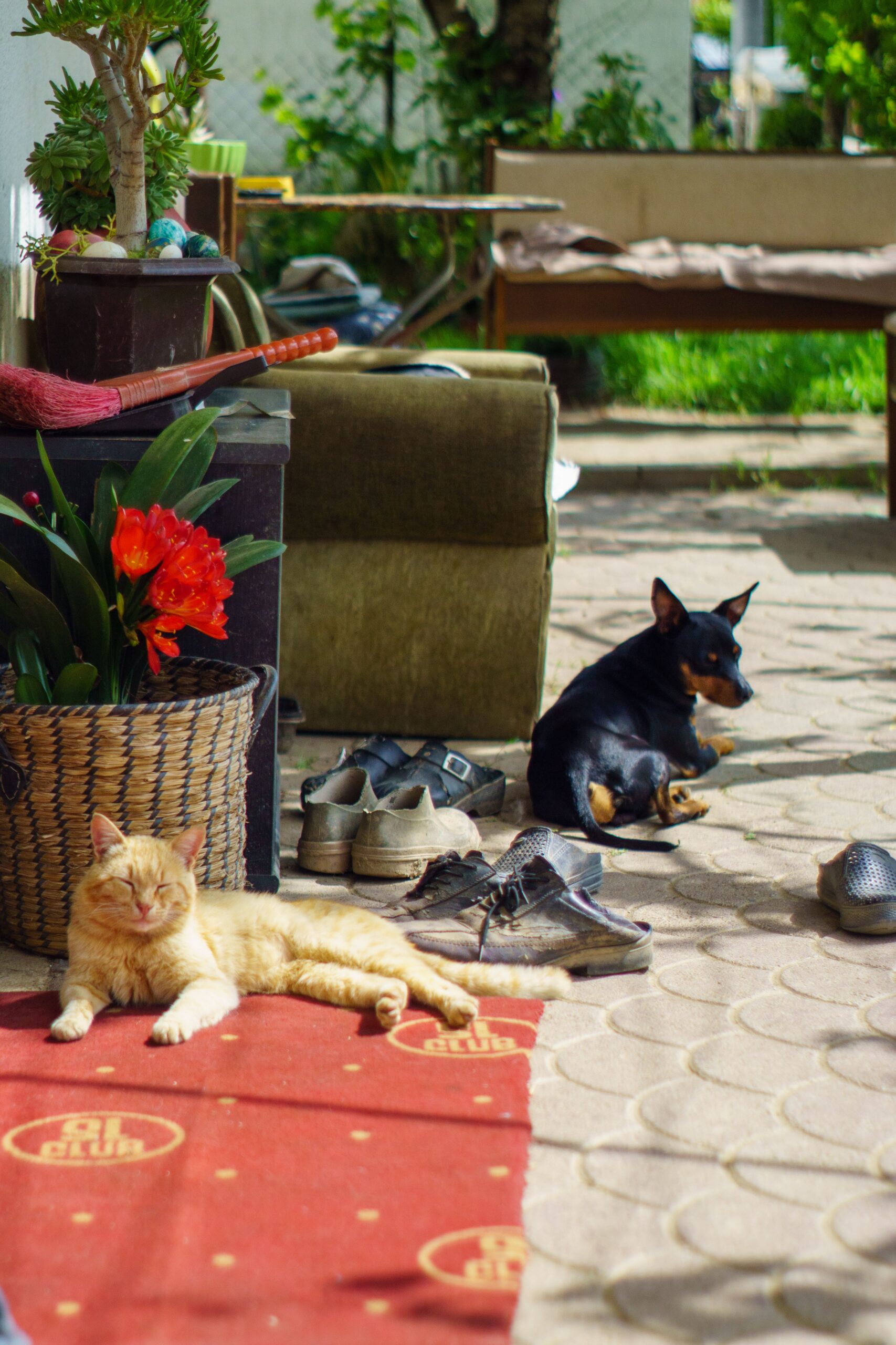 O que os pets nos ensinam sobre viver o presente