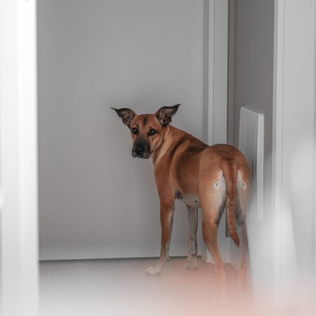 Por que alguns cães gostam de seguir os tutores pela casa?