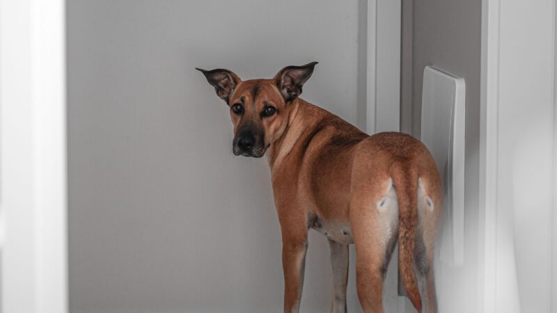 Por que alguns cães gostam de seguir os tutores pela casa?