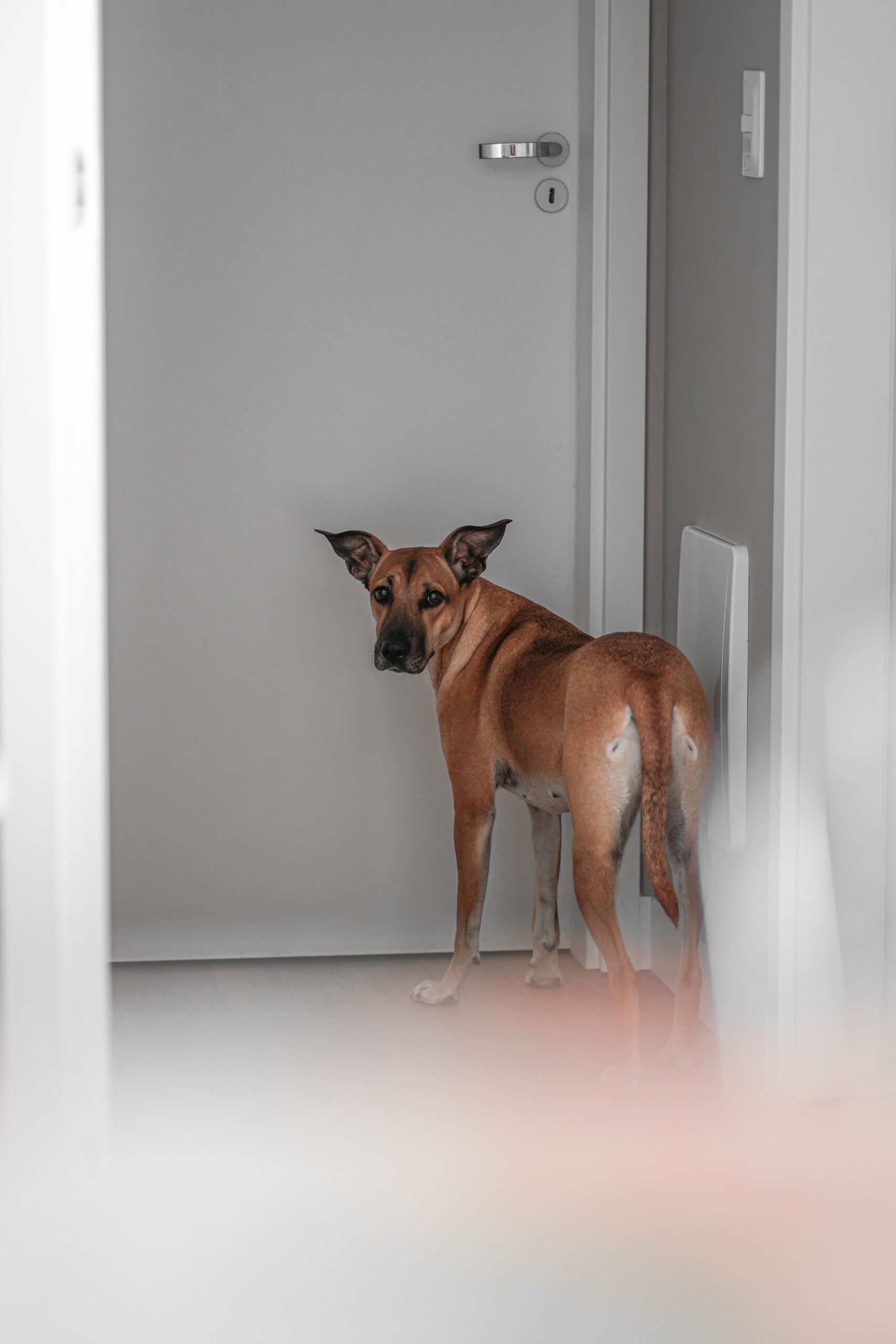 Por que alguns cães gostam de seguir os tutores pela casa?