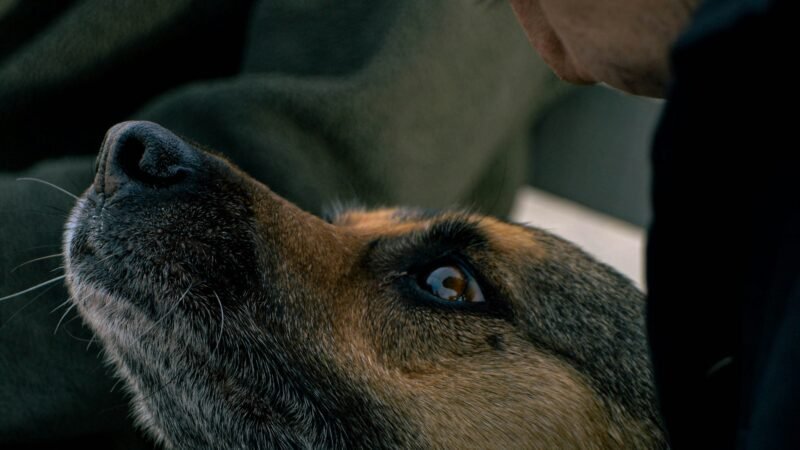 Os benefícios de adotar um animal adulto