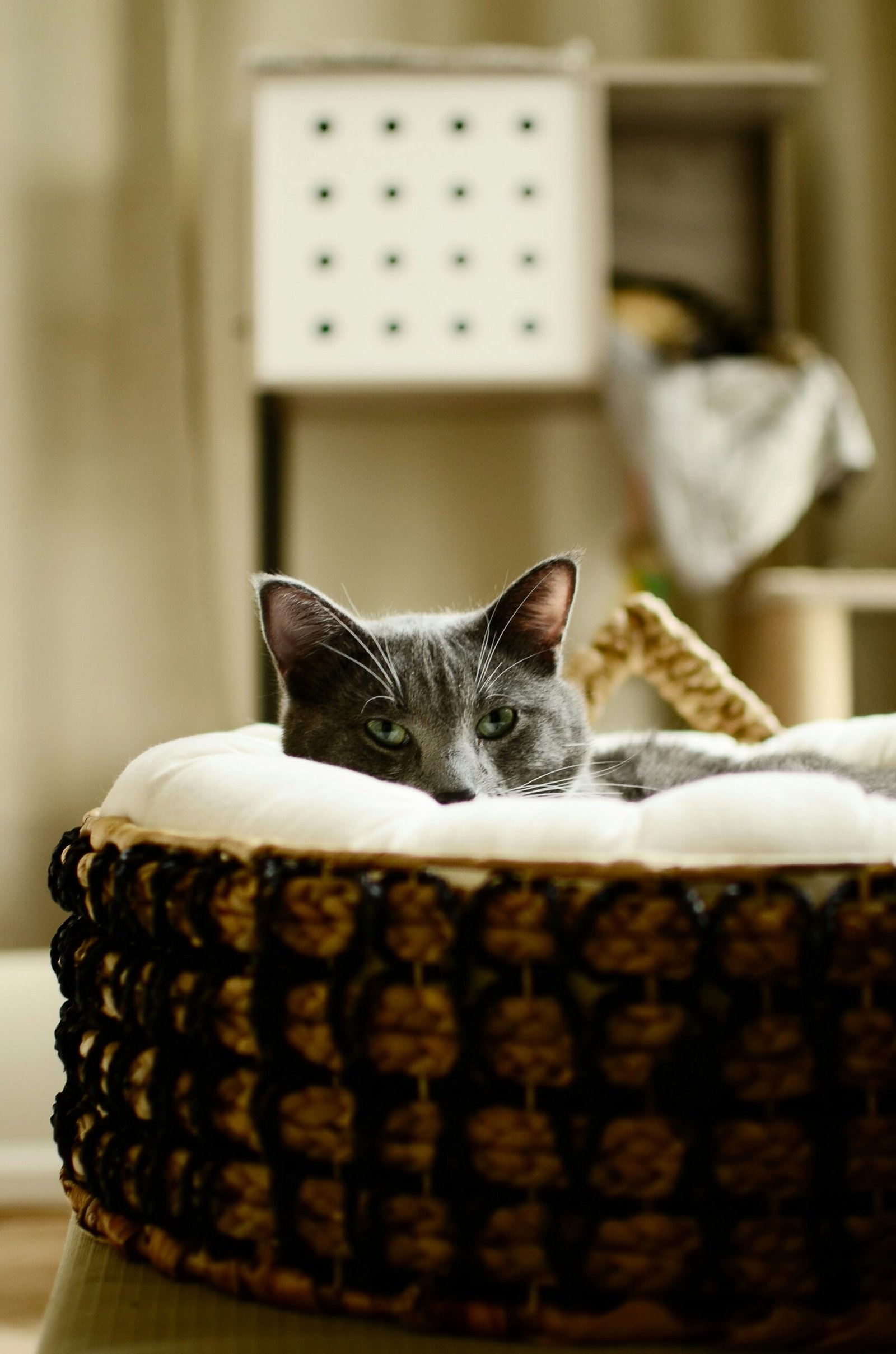 A linguagem silenciosa dos gatos