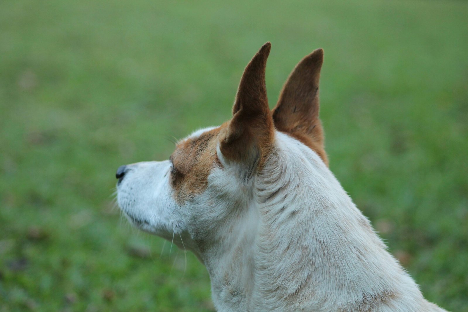 A incrível audição dos cães