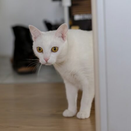 Por que alguns gatos seguem seus tutores por todos os cômodos da casa?
