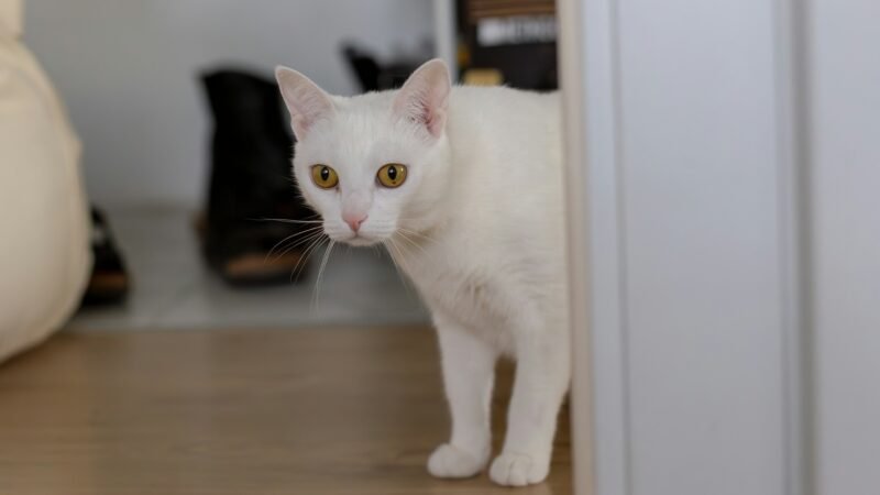 Por que alguns gatos seguem seus tutores por todos os cômodos da casa?