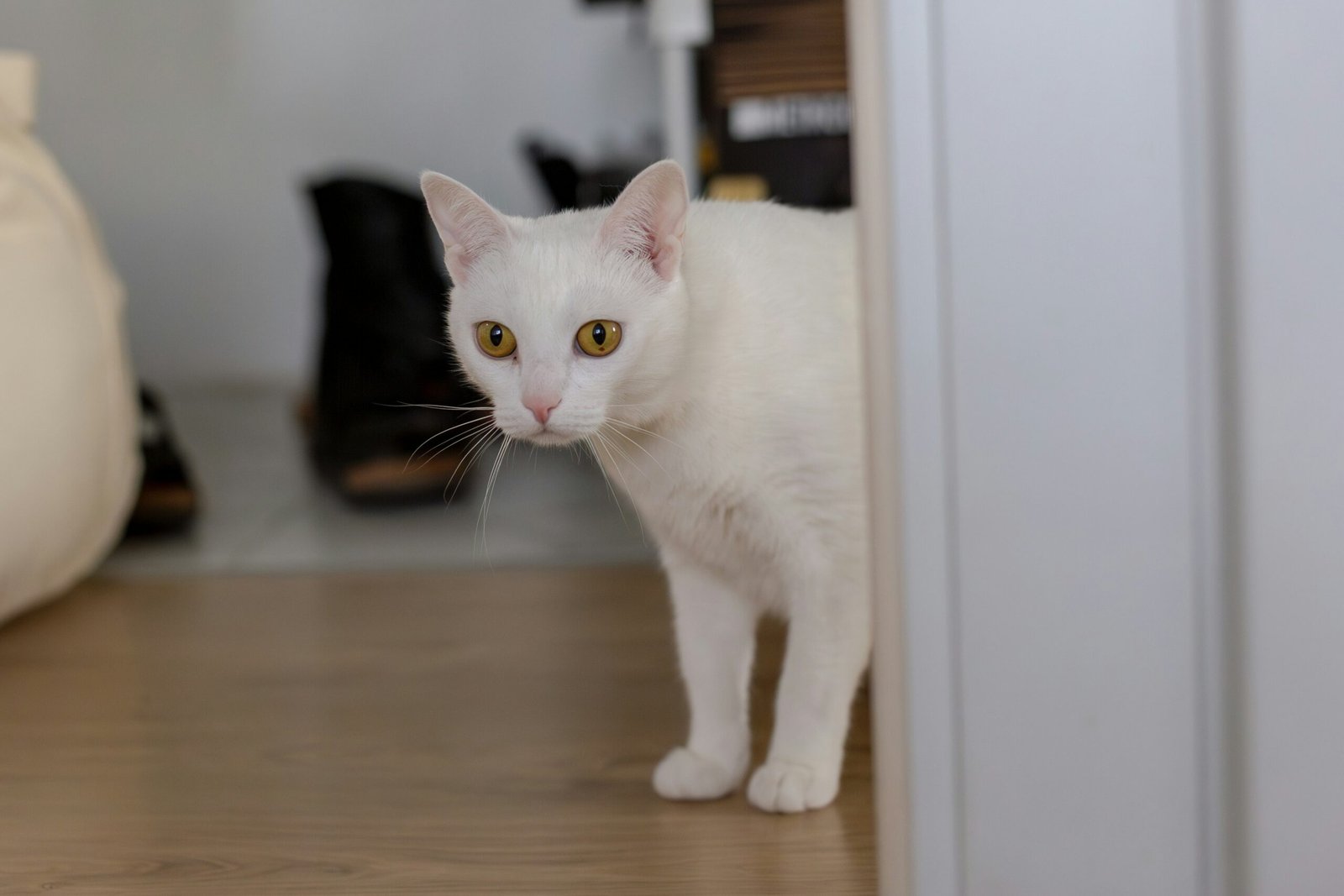 Por que alguns gatos seguem seus tutores por todos os cômodos da casa?