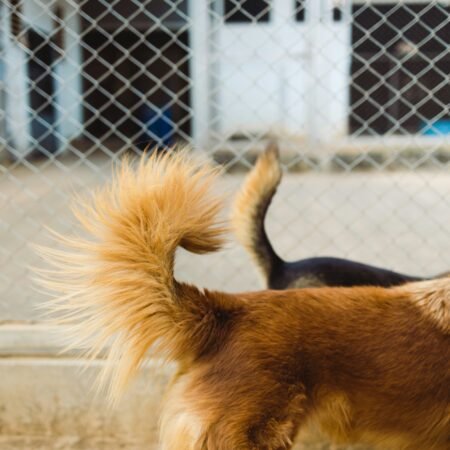 O que o movimento do rabo do cachorro realmente quer dizer?