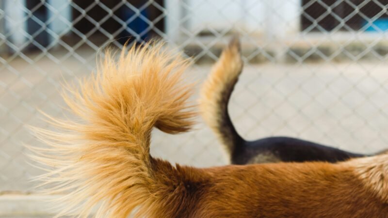 O que o movimento do rabo do cachorro realmente quer dizer?
