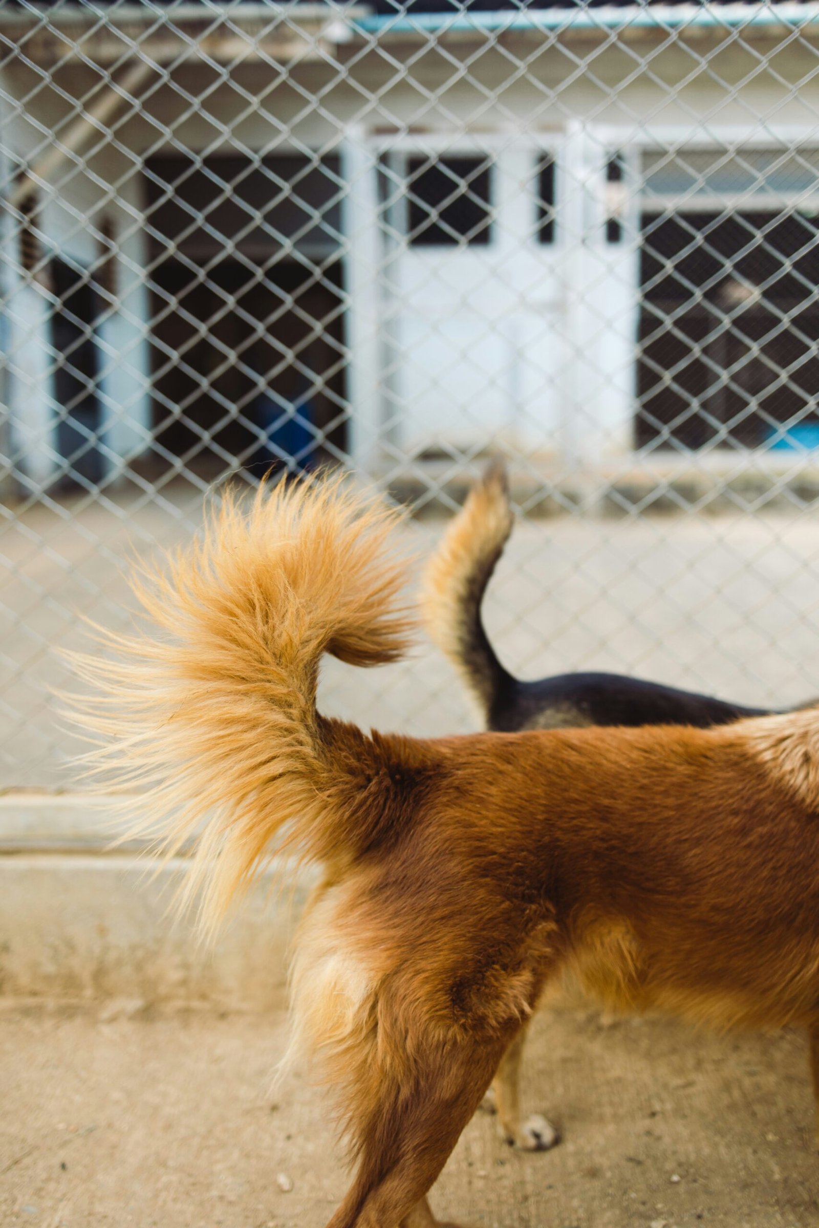 O que o movimento do rabo do cachorro realmente quer dizer?