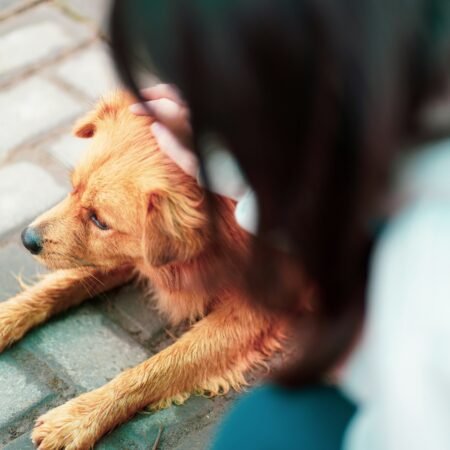 Pequenos sinais que podem indicar desconforto no seu pet