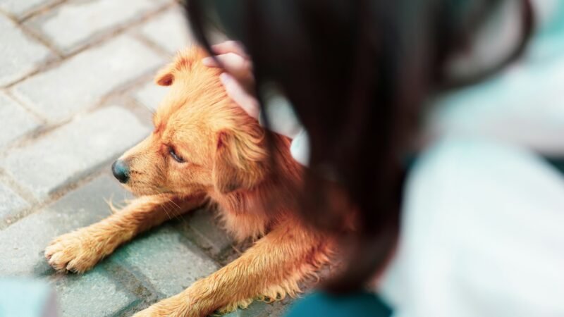 Pequenos sinais que podem indicar desconforto no seu pet